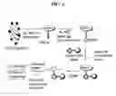 Fig. 03 - AFFINITY PROBES FOR DEFINING PROTEIN-LIPID CONTACTS