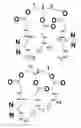 Fig. 21 - AFFINITY PROBES FOR DEFINING PROTEIN-LIPID CONTACTS