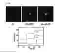 Fig. 30 - Artificial cell membrane comprising supported lipid bilayer connected with probes having controllable mobility and method for analyzing interaction between molecules using the same