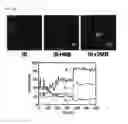 Fig. 31 - Artificial cell membrane comprising supported lipid bilayer connected with probes having controllable mobility and method for analyzing interaction between molecules using the same