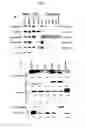 Fig. 02 - Method and Compositions for the Diagnosis of a Thyroid Condition
