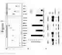 Fig. 04 - METHODS FOR PREDICTING THE RADIOSENSITIVITY OF A CANCER TUMOR AND METHODS OF TREATING CANCER