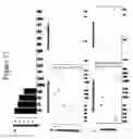 Fig. 18 - METHODS FOR PREDICTING THE RADIOSENSITIVITY OF A CANCER TUMOR AND METHODS OF TREATING CANCER