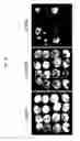 Fig. 02 - RATIO BASED BIOMARKERS AND METHODS OF USE THEREOF