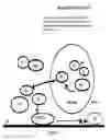 Fig. 03 - Method for the detection of cancer cells by localization of peptides in nucleus as compared to cytoplasm