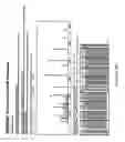 Fig. 46 - Method for the detection of cancer cells by localization of peptides in nucleus as compared to cytoplasm