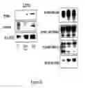 Fig. 75 - Method for the detection of cancer cells by localization of peptides in nucleus as compared to cytoplasm