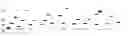 Fig. 01 - HIGH THROUGHPUT DETECTION OF FUSION PROTEINS