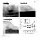 Fig. 05 - Small molecule detection and localization method based on MALDI imaging mass spectrometry