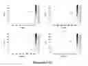 Fig. 07 - Methods for screening voltage-gated proteins