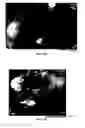 Fig. 22 - Methods of using fluorescent protein-based indicators