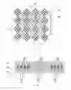 Fig. 05 - Organic light-emitting display panel and fabrication method thereof