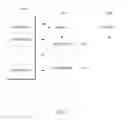 Fig. 05 - Dynamic directory of objects based on logical attributes