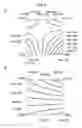 Fig. 05 - Image processing providing uniformity correction data generation for color signals