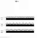 Fig. 02 - Nanoparticle-templated lithographic patterning of nanoscale electronic components