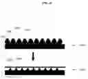 Fig. 23 - Nanoparticle-templated lithographic patterning of nanoscale electronic components