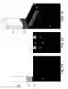 Fig. 06 - Method of forming flash memory with separate wordline and erase gates