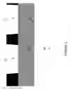 Fig. 04 - Silicon-carbide transistor device with a shielded gate