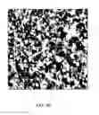 Fig. 09 - Single-walled carbon nanotubes/quantum dot hybrid structures and methods of making and use of the hybrid structures