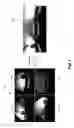 Fig. 02 - Method and Apparatus of Video Compression for Non-stitched Panoramic Contents