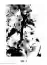 Fig. 02 - Cherry tree named 'PA6UNIBO'