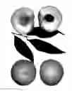 Fig. 01 - Peach tree named American