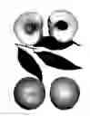 Fig. 02 - Peach tree named American