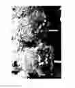 Fig. 03 - SPIRAEA PLANT NAMED 'SMNSNFD'