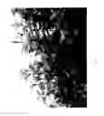 Fig. 04 - Physocarpus plant named 'SMNPOBLR'
