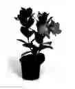Fig. 01 - Mandevilla Plant Named 'OOSMANPIN2'