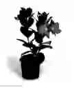 Fig. 02 - Mandevilla Plant Named 'OOSMANPIN2'