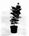 Fig. 01 - Mandevilla plant named 'OOSMANPIN1'