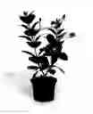 Fig. 01 - Mandevilla plant named 'OOSMARE1'