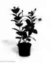 Fig. 02 - Mandevilla plant named 'OOSMARE1'