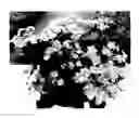 Fig. 01 - HYDRANGEA PLANT NAMED 'SMNMAKTSR'