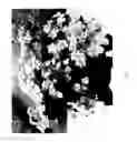 Fig. 02 - HYDRANGEA PLANT NAMED 'SMNMAKTSR'