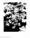 Fig. 03 - HYDRANGEA PLANT NAMED 'SMNMAKTSR'
