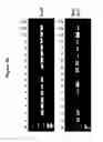Fig. 28 - Endophytes and related methods
