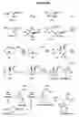Fig. 79 - Endophytes and related methods