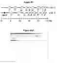 Fig. 80 - Endophytes and related methods