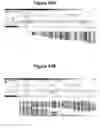 Fig. 83 - Endophytes and related methods