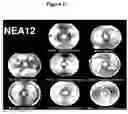 Fig. 89 - Endophytes and related methods