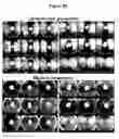 Fig. 98 - Endophytes and related methods