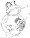 Fig. 01 - PET CHEWING TOY