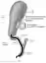 Fig. 02 - Methods and apparatus for magnet-induced compression anastomosis between adjacent organs