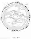 Fig. 49 - Circular surgical fastening devices with tissue acquisition arrangements