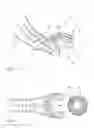 Fig. 06 - Orthopedic fastener, retainer, and guide