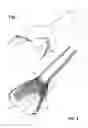 Fig. 02 - Device for transcatheter insertion into the aortic root at the sinotubular junction