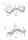 Fig. 04 - B-shaped interbody implant