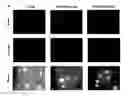 Fig. 01 - Polymeric particles, method for cytosolic delivery of cargo, methods of making the particles